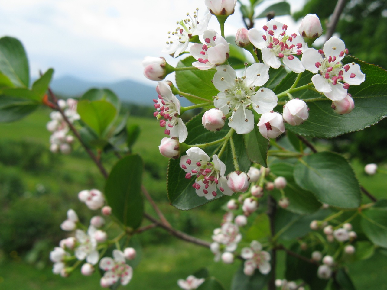 Third Branch Flower