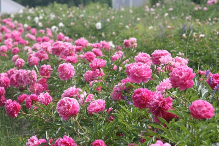 Peony root planting guide Third Branch Flower