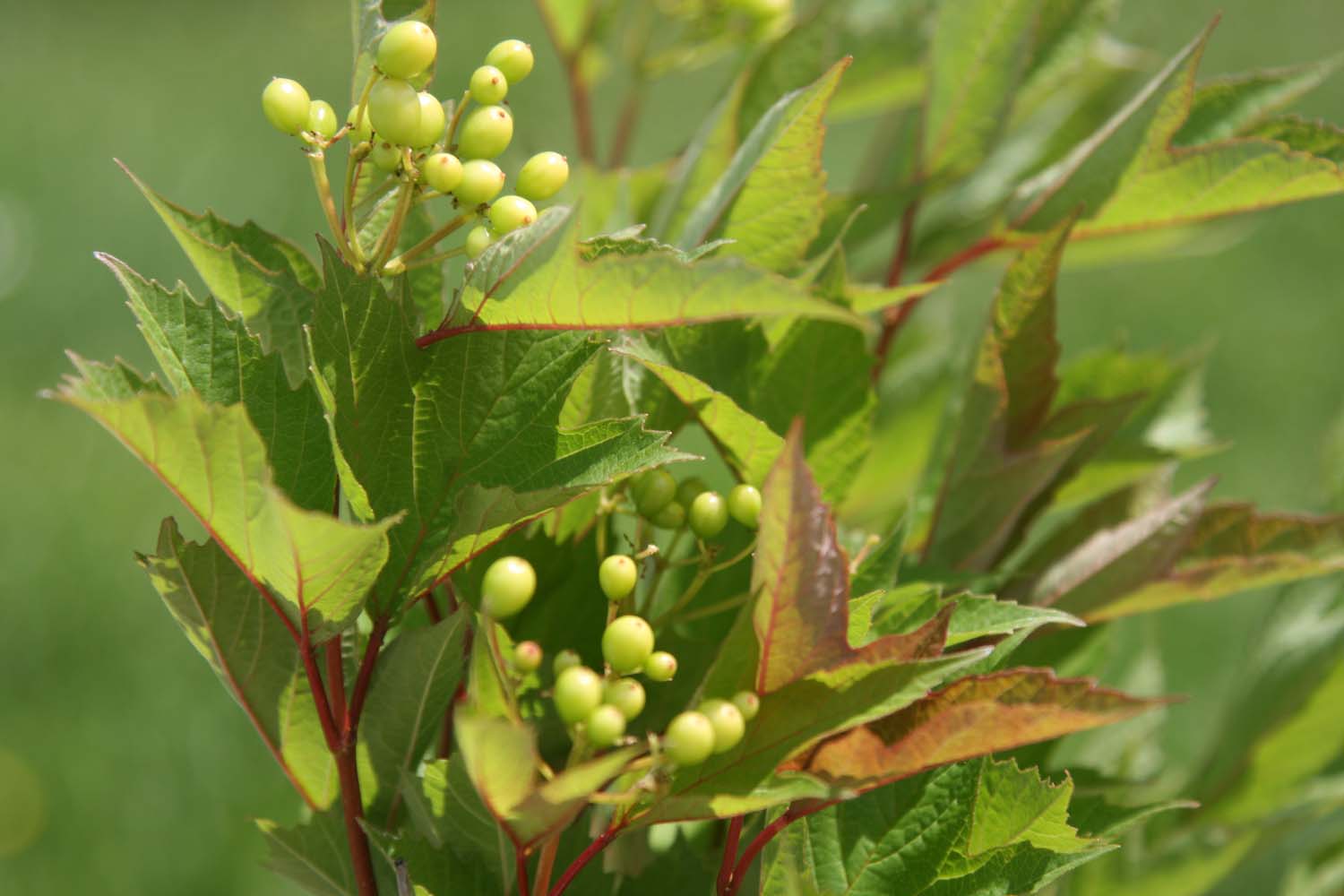 cranberry viburnum ‘alfredo’ green006 Third Branch Flower