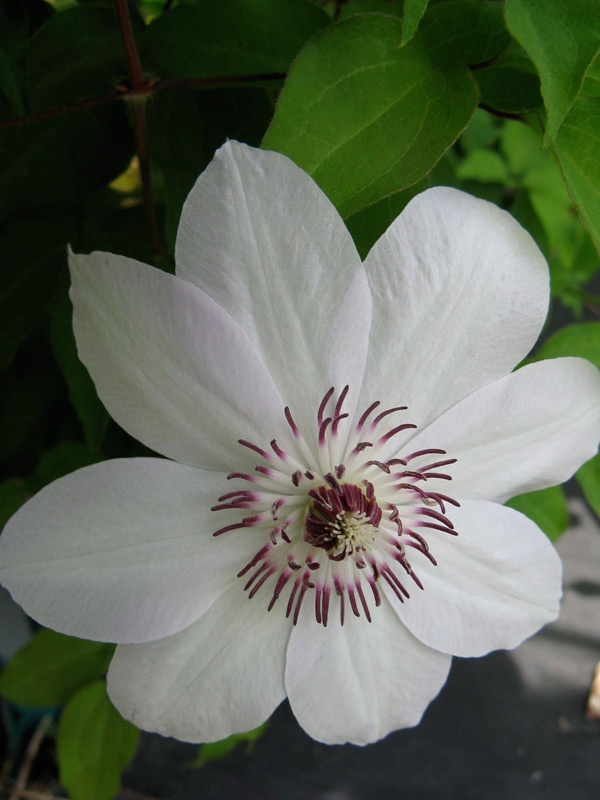 Third Branch Flower