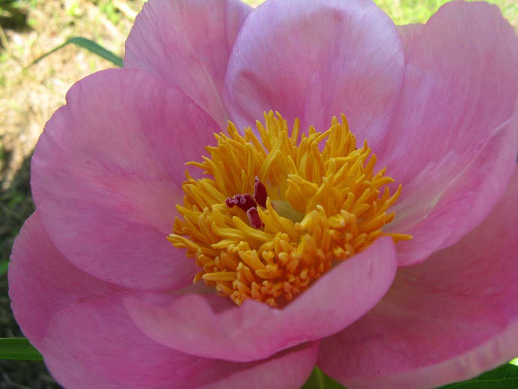 roselette046 Third Branch Flower