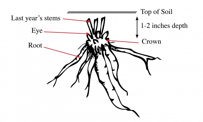 root illustration