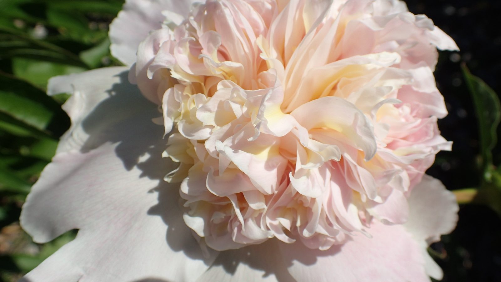 Top Brass Peony Roots Third Branch Flower